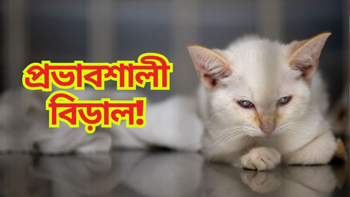 আগ্রার এই বিড়ালটি বিরাট প্রভাবশালী! পাহারা দেয় হোমগার্ডরা, কেসটা কী? 