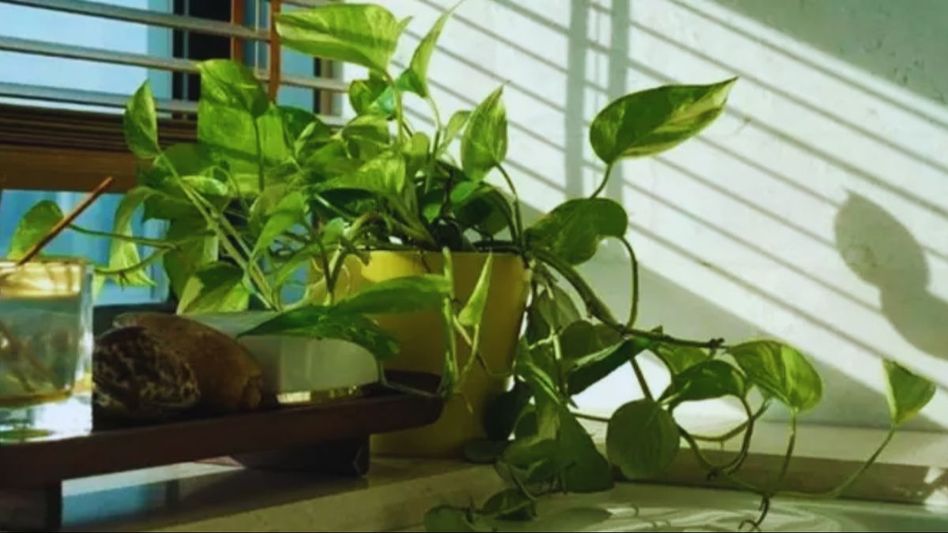 ৯৯ শতাংশ বাড়িতেই ভুল জায়গায় থাকে মানি প্ল্যান্ট, কোথায় রাখলে উন্নতি পাকা? ৯৯ শতাংশ বাড়িতেই ভুল জায়গায় থাকে মানি প্ল্যান্ট, কোথায় রাখলে উন্নতি পাকা?