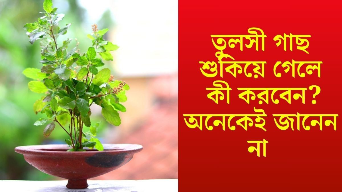 তুলসী গাছ