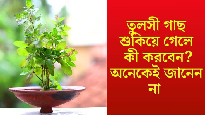 তুলসী গাছ