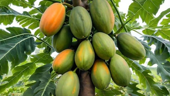 পেঁপে দারুণ উপকারী, কিন্তু এঁরা ভুলেও খাবেন না