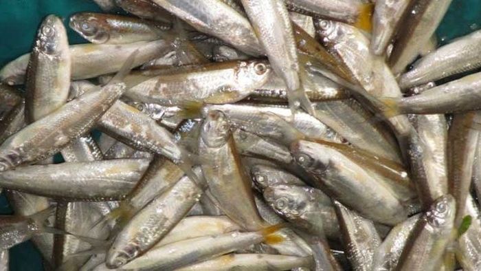 এবার পুজোয় কি পাতে পড়বে না 'উত্তরের ইলিশ' বোরলি? সরকারি সিদ্ধান্তে সংশয়