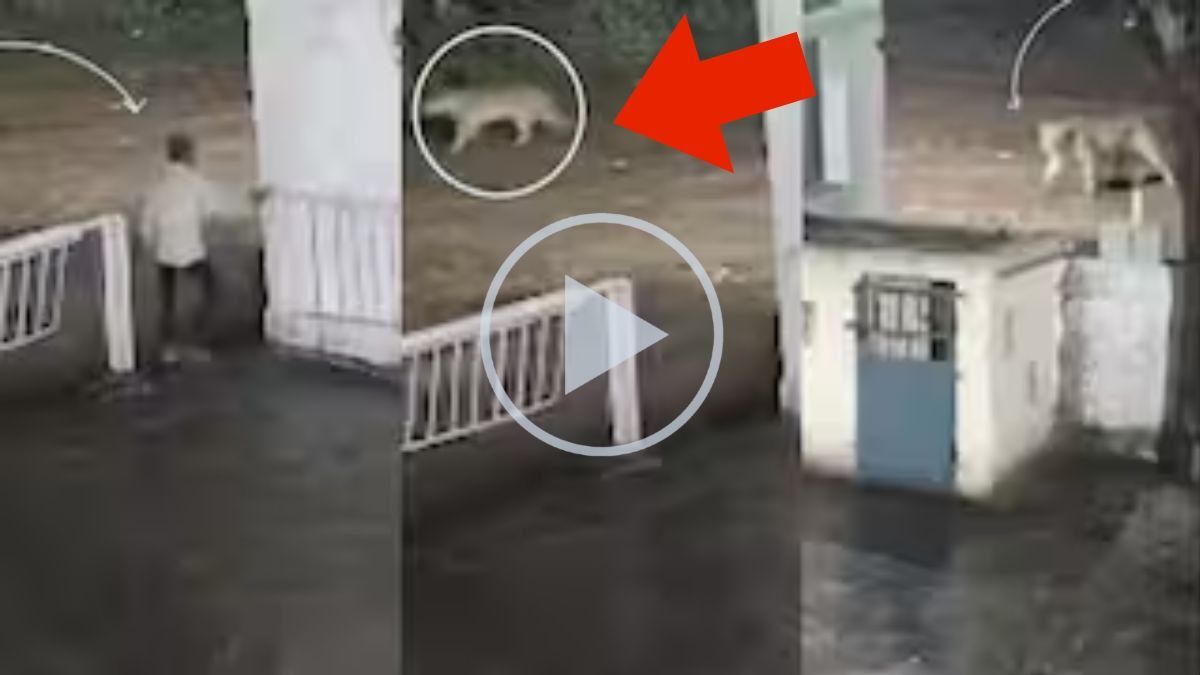 মাঝরাতে মুখোমুখি মানুষ আর সিংহ! তারপর যা হল, Viral Video