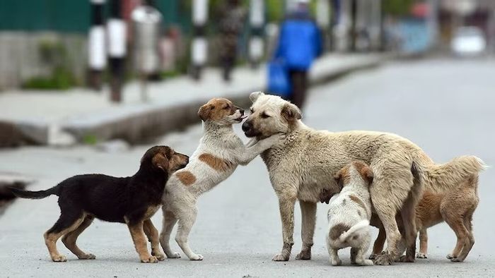 stray Dogs