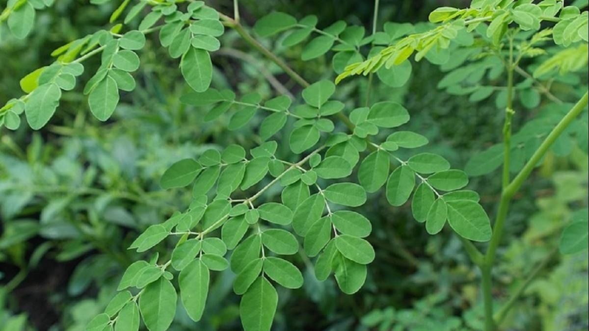 এভাবে খান সজনে পাতা, নিয়ন্ত্রণে থাকবে সুগার বাড়বে শক্তি