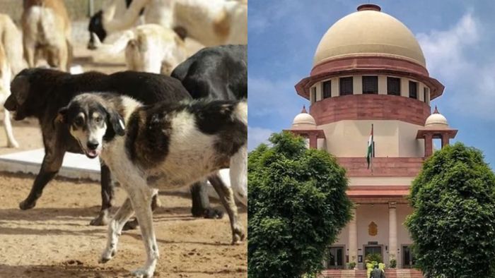 পথকুকুর মামলায় রায় সংরক্ষণ করল সুপ্রিম কোর্ট