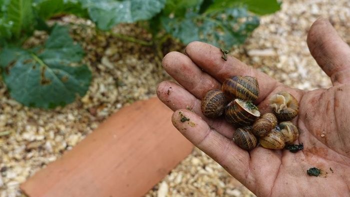 গেঁড়ি গুগলি।-সংগৃহীত ছবি
