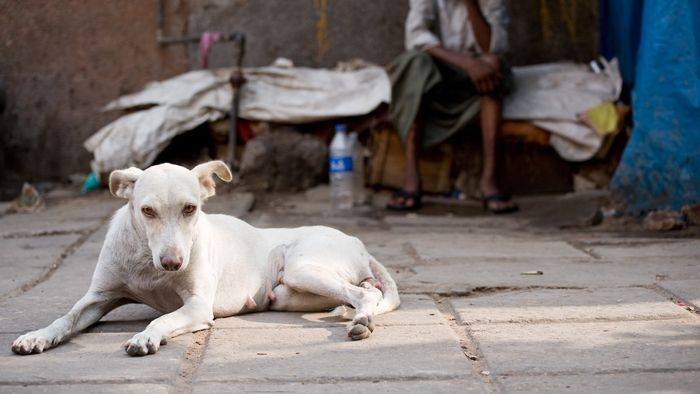 সুপ্রিম কোর্টের পথকুকুর ধরার নির্দেশে বিরুদ্ধে ক্ষোভে ফেটে পড়লেন প্রাণীপ্রেমীরা।