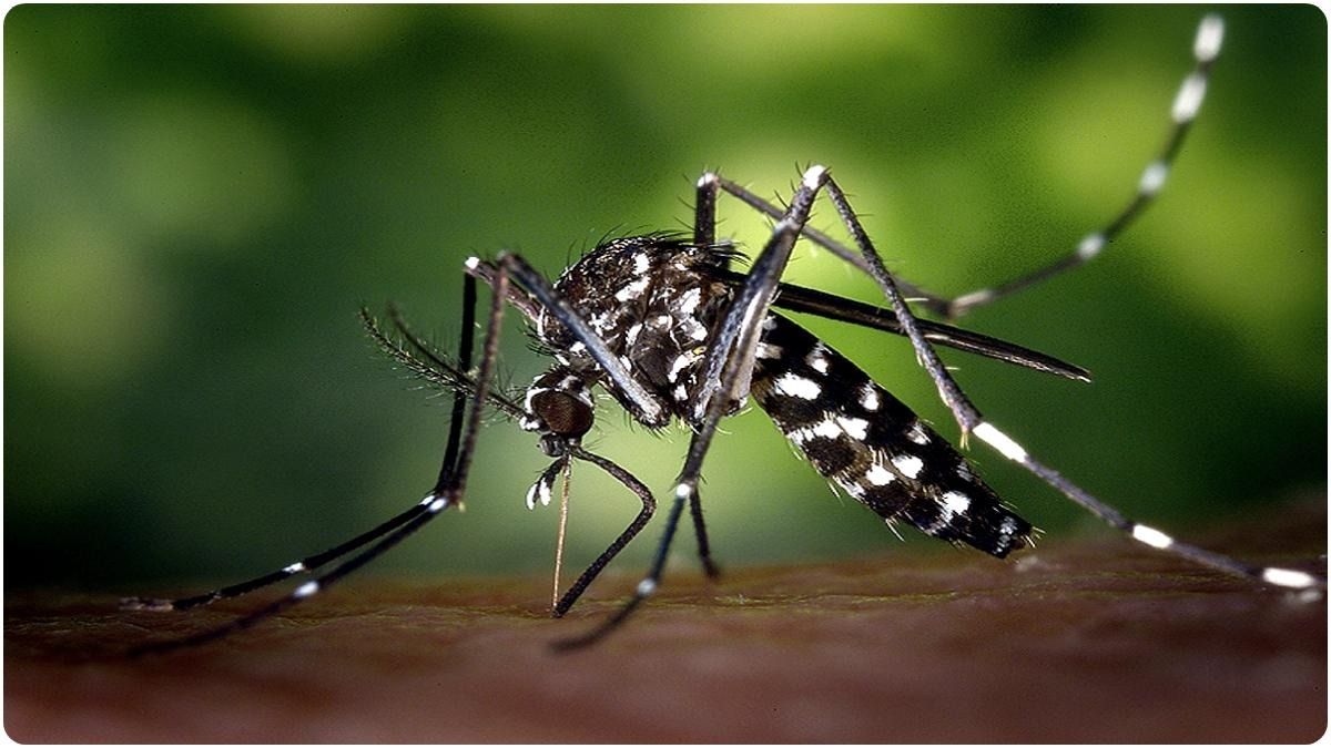 ডেঙ্গি আক্রান্ত এ যাবত্‍ ২৯০ জন, কলকাতার ৭টি ওয়ার্ড 'হাই রিস্ক' চিহ্নিত করল পুরসভা