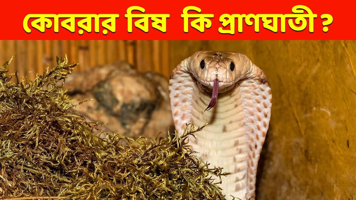 কোবরার বিষ কতটা বিপজ্জনক? জেনে নিন কাউকে কামড়ালে কী হয় 