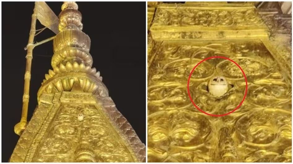 কাশী বিশ্বনাথ মন্দিরের চূড়ায় বসল সাদা পেঁচা, কতটা শুভ জানেন?