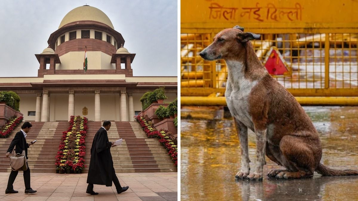 রাস্তায় কুকুরকে যেখানে সেখানে খাবার দেওয়া যাবে না, ৫টি কড়া নির্দেশ সুপ্রিম কোর্টের