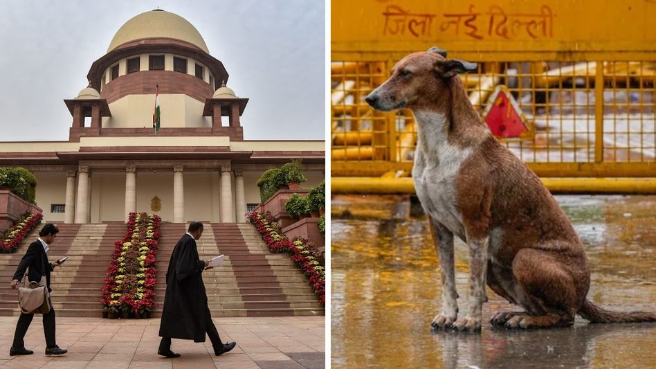 রাস্তায় কুকুরকে যেখানে সেখানে খাবার দেওয়া যাবে না, ৫টি কড়া নির্দেশ সুপ্রিম কোর্টের রাস্তায় কুকুরকে যেখানে সেখানে খাবার দেওয়া যাবে না, ৫টি কড়া নির্দেশ সুপ্রিম কোর্টের