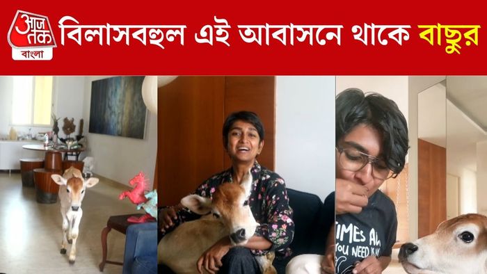 ২৮ তলায় থাকে এই বাছুর