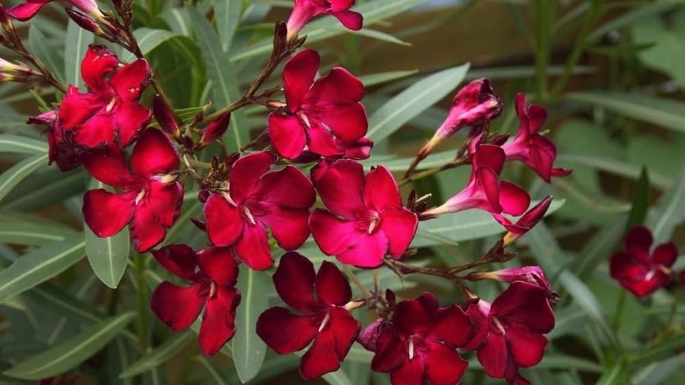 বাড়িতে লাগান এই ফুলগাছ, অর্থের বন্যা বয়ে যাবে