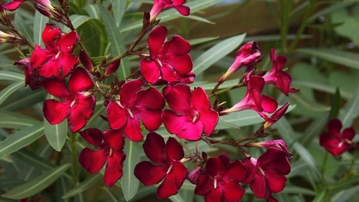 বাড়িতে লাগান এই ফুলগাছ, অর্থের বন্যা বয়ে যাবে