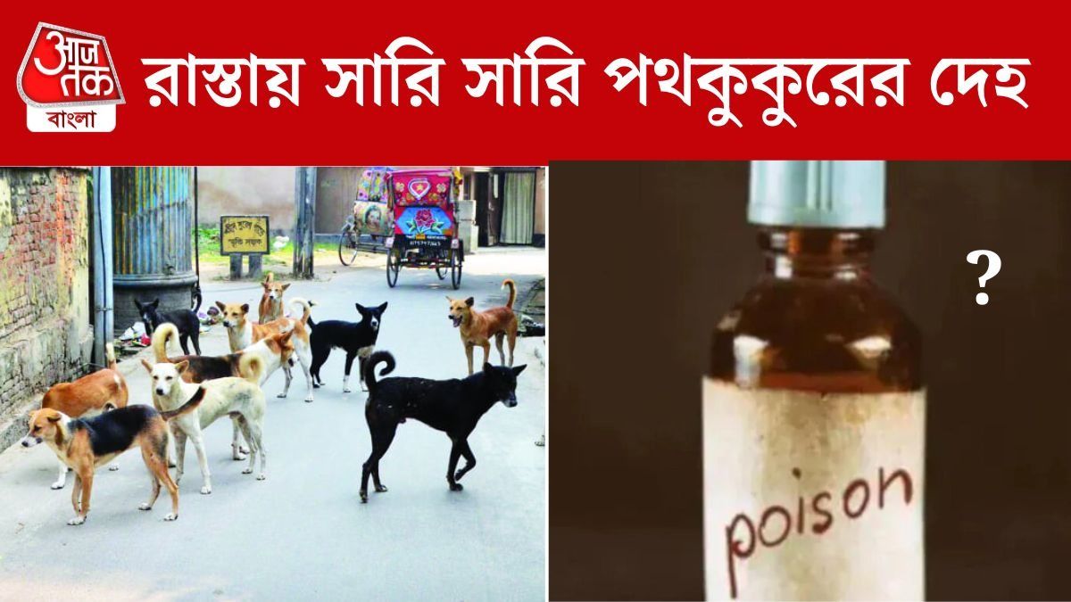 আসানসোলের রাস্তায় প্রচুর কুকুরের দেহ ছড়ানো, সাতসকালে নৃশংস দৃশ্য