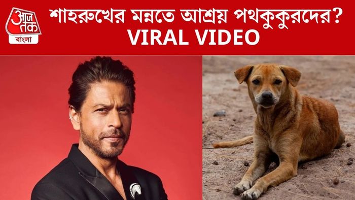শাহরুখের মন্নতে আশ্র পথকুকুরদের?