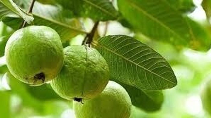 পেয়ারা