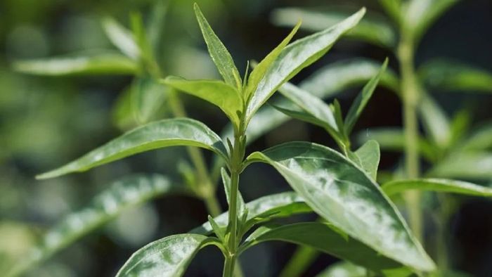 ব্যথা-বদহজম থেকে ক্যান্সারের যম, এই পাতা দেখতে বাজে হলেও ধন্বন্তরী