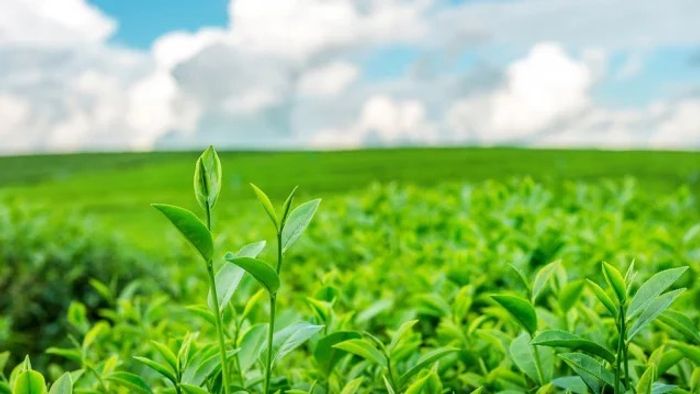 শিলিগুড়িতে চলন্ত গাড়ি থেকে চা পাতার ব্যাগ চুরি চক্র ফাঁস, গ্রেফতা সিভিক ভলান্টিয়ার সহ ২