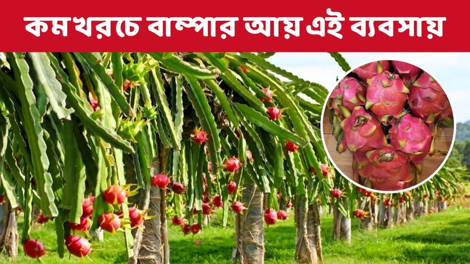 কম খরচে বেশি লাভ, এই ফলের চাষ করে লক্ষ লক্ষ টাকা আয় করতে পারেন কম খরচে বেশি লাভ, এই ফলের চাষ করে লক্ষ লক্ষ টাকা আয় করতে পারেন