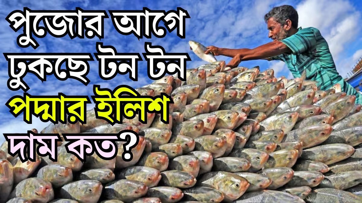 বাংলাদেশ থেকে ১২০০ টন পদ্মার ইলিশ আসছে, মিনিমাম দাম কত?