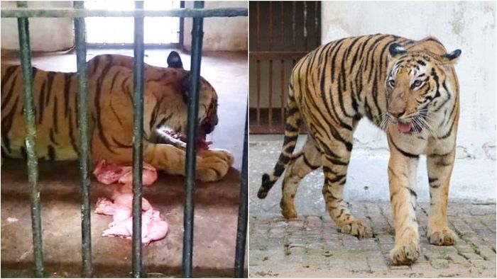 দুই বাঘিনীর মৃত্য়ু।-প্রতীকী কোলাজ