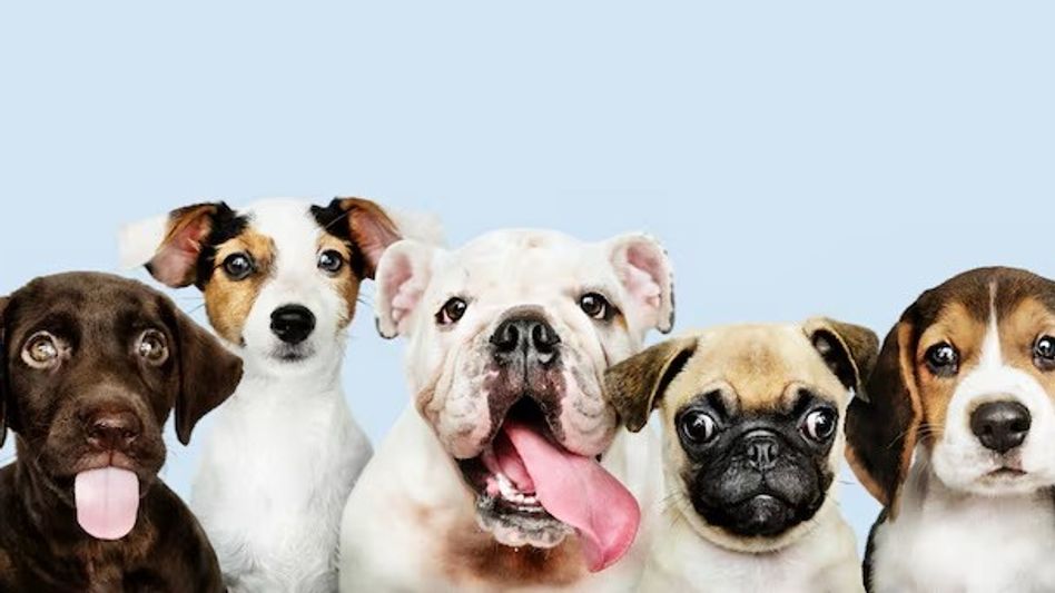 Dog Pet Astrology: সবার পক্ষে কুকুর পোষা ভাল নয়? জ্যোতিষ বলছে, এরা পুষবেন না Dog Pet Astrology: সবার পক্ষে কুকুর পোষা ভাল নয়? জ্যোতিষ বলছে, এরা পুষবেন না