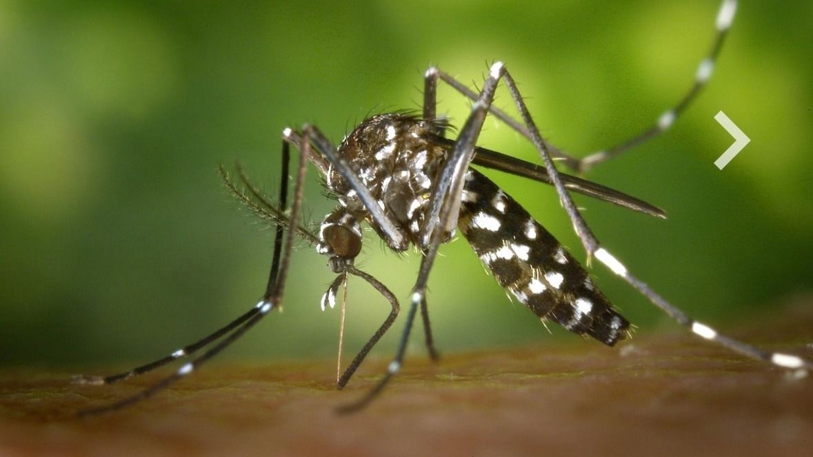 ডেঙ্গি মশা চিনবেন কীভাবে? এটা দেখলেই সাবধান হন