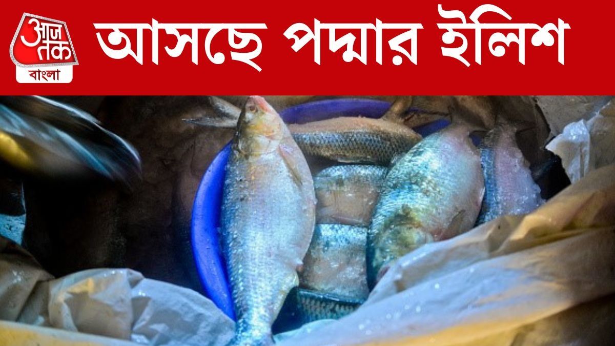  পদ্মার ইলিশ পশ্চিমবঙ্গে আজই ঢুকতে পারে, দাম কেমন? জেনে নিন