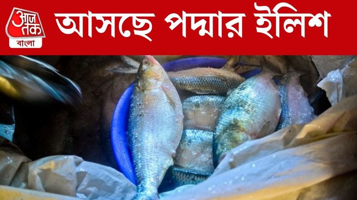 আসছে পদ্মার ইলিশ