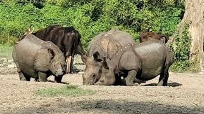 আজ খুলছে জলদাপাড়া, পর্যটকদের জন্য বিশেষ চমক
