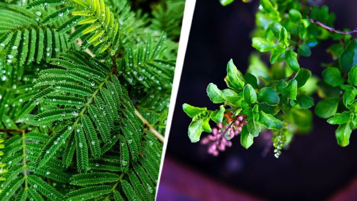 শামী ও তুলসী গাছ