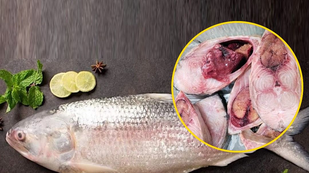 ইলিশ মাছ