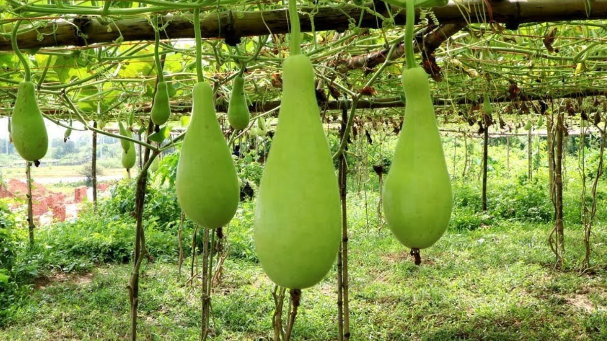 বাড়ির ছাদেই হবে লাউ, কীভাবে চাষ করবেন জেনে নিন