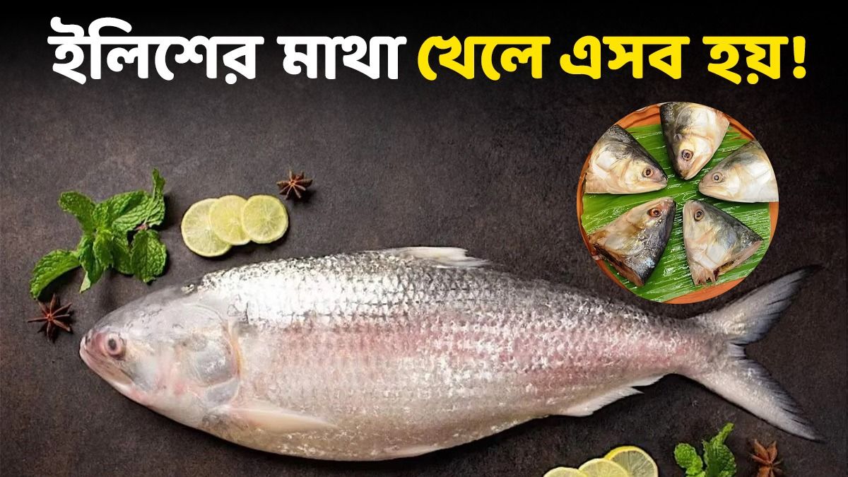 ইলিশের মাথা কি আদৌ ভাল, নাকি ক্ষতি হয়? জেনে নেওয়া জরুরি  