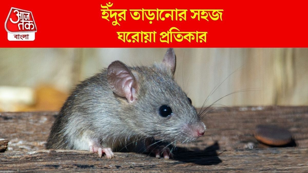 ইঁদুরের উৎপাতে জেরবার? না মেরে তাড়ানোর ঘরোয়া প্রতিকার জানুন