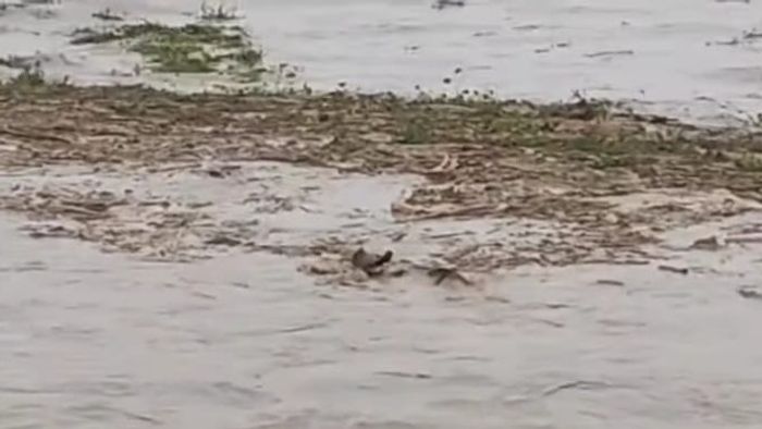 জলদাপাড়া ফরেস্ট বন্ধ অনির্দিষ্টকালের জন্য, ডুয়ার্সের পরিস্থিতি ভয়াবহ