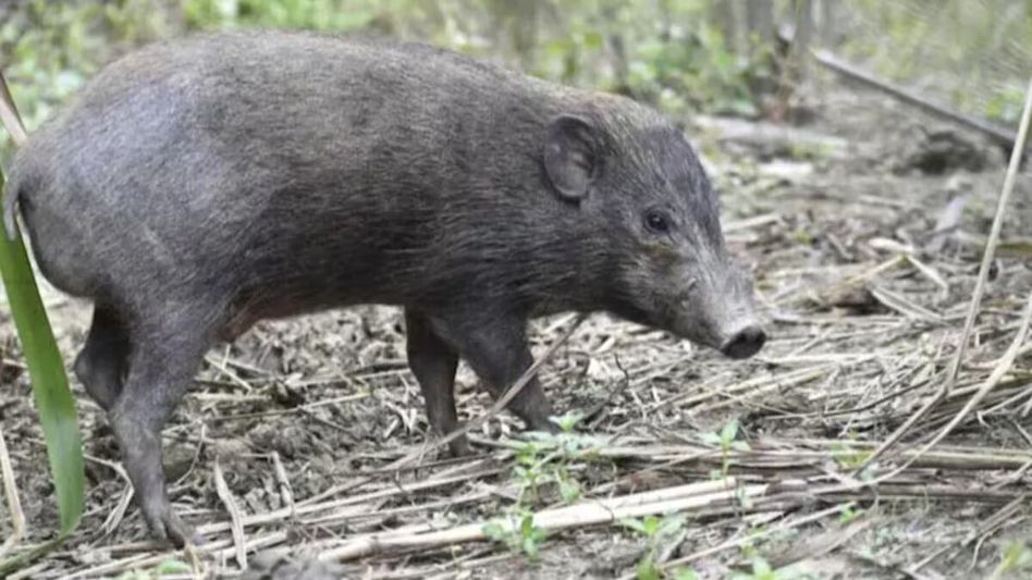 বন্যায় ভেসে এল বুনো শুয়োর, কোচবিহারে হামলা চালাল, মৃত ২ বন্যায় ভেসে এল বুনো শুয়োর, কোচবিহারে হামলা চালাল, মৃত ২