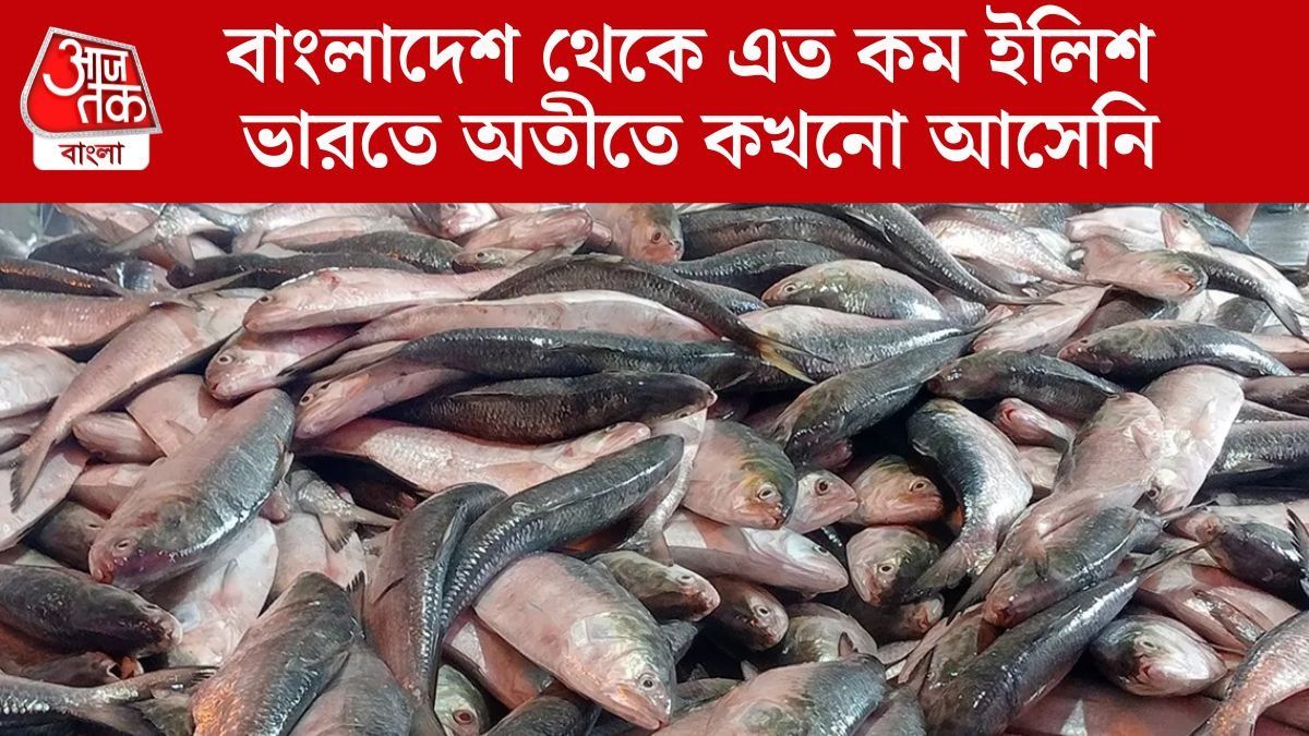  বাংলাদেশ থেকে মাত্র ১৪৫ টন ইলিশ এল, কেন? আসল কারণটা জানুন