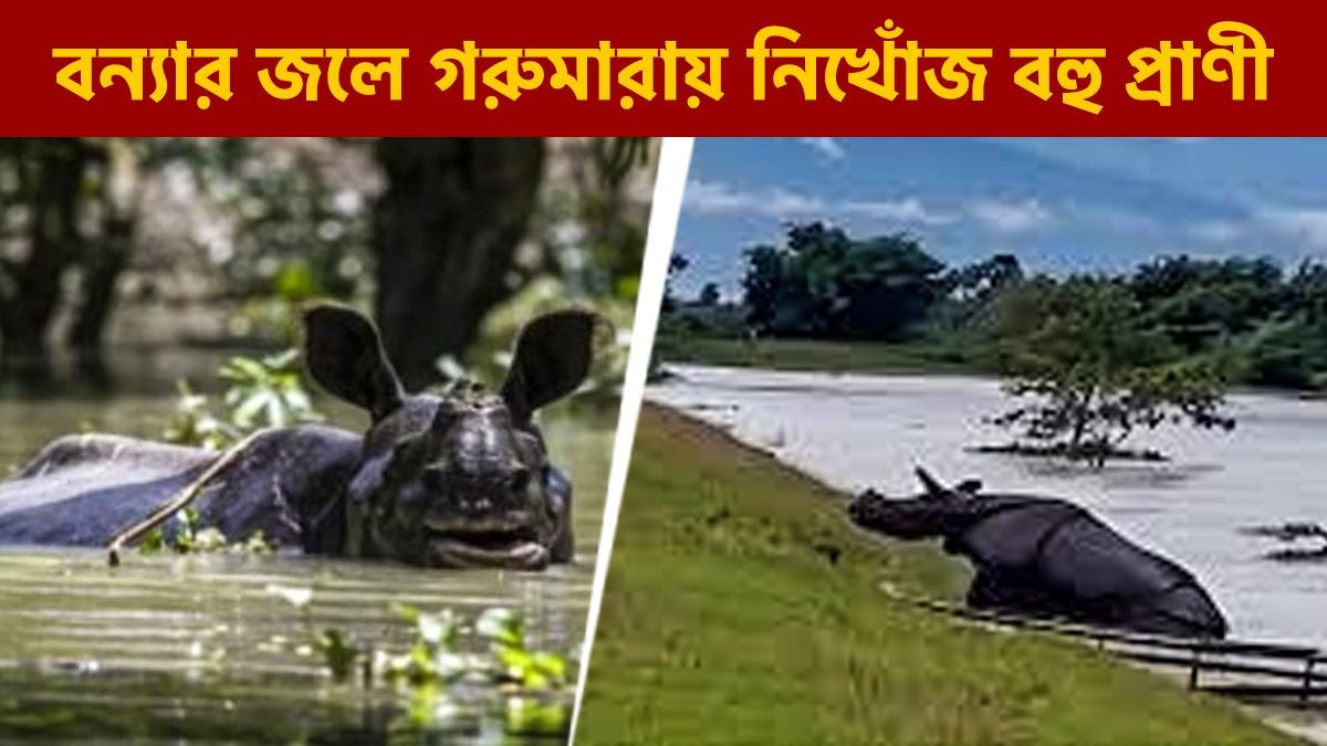 বন্যার জলে ভেসে গরুমারায় নিখোঁজ বহু প্রাণী, হিসেব মেলাতে হিমশিম বনদফতর