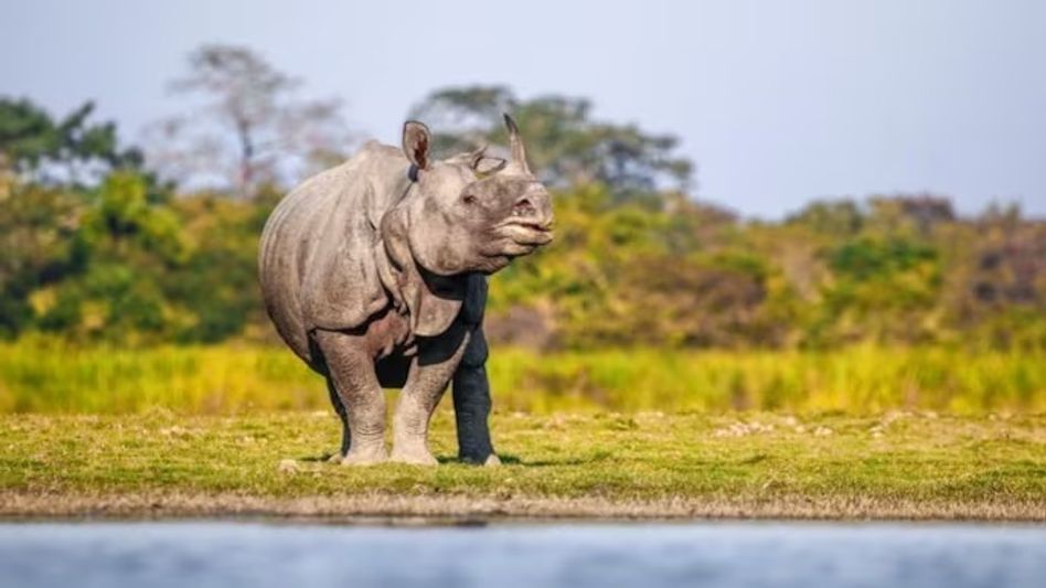 বুনো শুয়োরের পর কোচবিহারে এবার গন্ডার, দুজনকে গুঁতিয়ে জঙ্গলে ফিরল একশৃঙ্গ বুনো শুয়োরের পর কোচবিহারে এবার গন্ডার, দুজনকে গুঁতিয়ে জঙ্গলে ফিরল একশৃঙ্গ