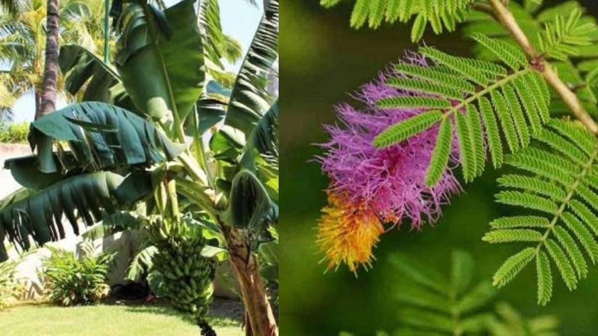 ঘরের এই দিকে লাগান লজ্জাবতী ও কলা গাছ, চমকাবে ভাগ্য