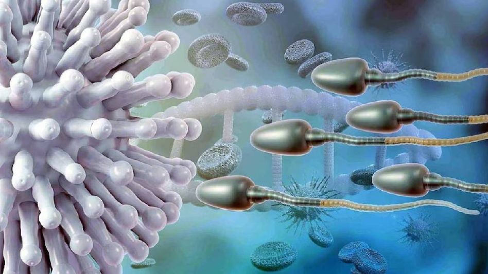 কোভিড ১৯ শুক্রাণুতে মারাত্মক প্রভাব ফেলেছে, ভুগবে সন্তানরা, কীভাবে? কোভিড ১৯ শুক্রাণুতে মারাত্মক প্রভাব ফেলেছে, ভুগবে সন্তানরা, কীভাবে?