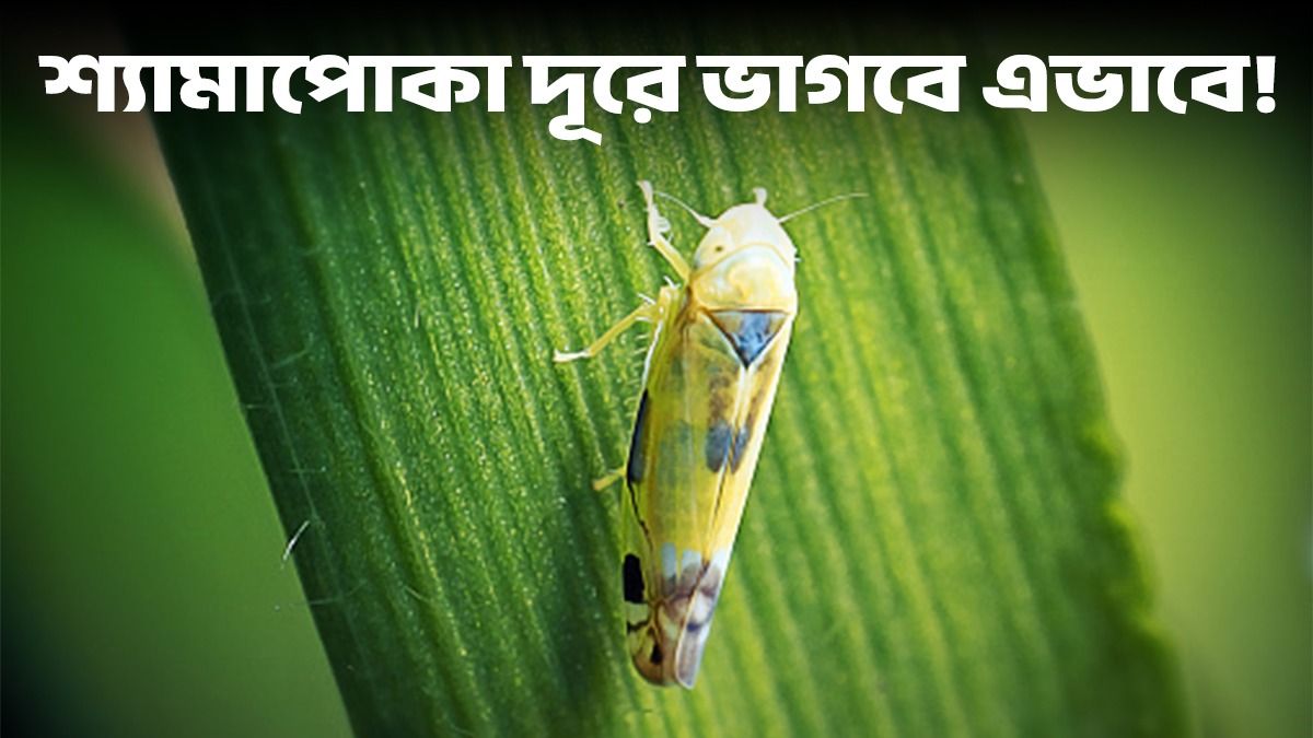 শ্যামাপোকা অনেকের বিরক্তির কারণ! কীভাবে সহজে তাড়াবেন? ঘরোয়া টোটকা জেনে নিন