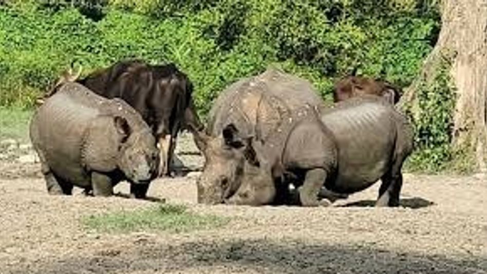 ১৬ দিন পর জলদাপাড়ায় শুরু হল সাফারি, পর্যটকদের জন্য খুশির খবর ১৬ দিন পর জলদাপাড়ায় শুরু হল সাফারি, পর্যটকদের জন্য খুশির খবর