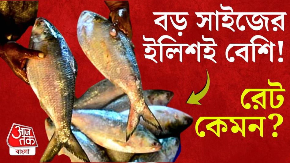 ভাঁইফোটার বাজারে মিলছে পেল্লাই সাইজের মায়ানমারের ইলিশ, কত টাকা কেজি? ভাঁইফোটার বাজারে মিলছে পেল্লাই সাইজের মায়ানমারের ইলিশ, কত টাকা কেজি?