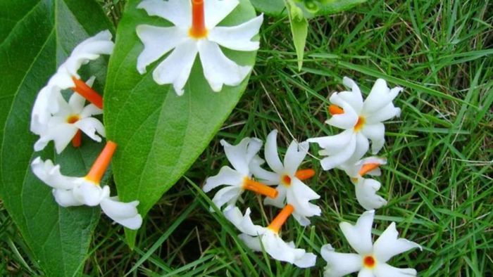 বাড়ির এই দিকে শিউলি গাছ লাগান, উন্নতির পথ খুলে দেবে