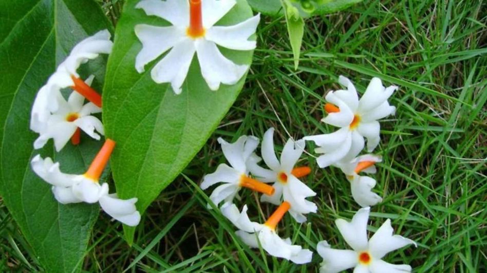 বাড়ির এই দিকে শিউলি গাছ লাগান, উন্নতির পথ খুলে দেবে বাড়ির এই দিকে শিউলি গাছ লাগান, উন্নতির পথ খুলে দেবে